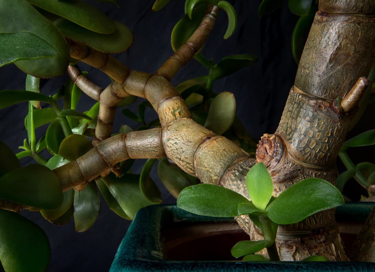 Terra Ceramic Planter Set